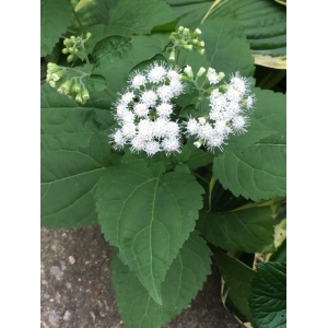 Ageratina altissima (L.) R.M.King & H.Rob.