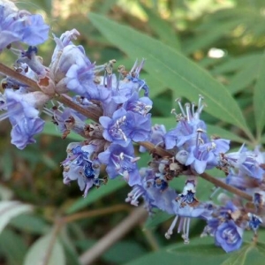 Photographie n°2245375 du taxon Vitex agnus-castus L. [1753]
