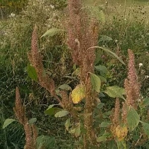 Photographie n°2245380 du taxon Amaranthus hybridus L. [1753]