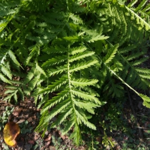 Photographie n°2245400 du taxon Tanacetum vulgare L. [1753]