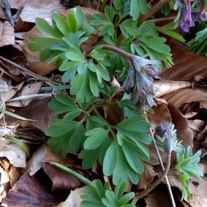 Photographie n°2245415 du taxon Corydalis solida (L.) Clairv.