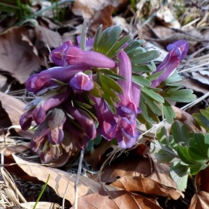 Photographie n°2245418 du taxon Corydalis solida (L.) Clairv.