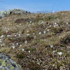 Photographie n°2245422 du taxon Crocus vernus (L.) Hill [1765]