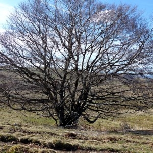 Photographie n°2245429 du taxon Fagus sylvatica L. [1753]