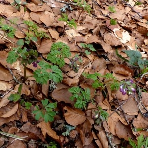 Photographie n°2245455 du taxon Corydalis solida (L.) Clairv.