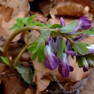 Photographie n°2245456 du taxon Corydalis solida (L.) Clairv.