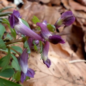 Photographie n°2245457 du taxon Corydalis solida (L.) Clairv.