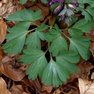 Photographie n°2245461 du taxon Corydalis solida (L.) Clairv.