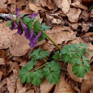 Photographie n°2245462 du taxon Corydalis solida (L.) Clairv.