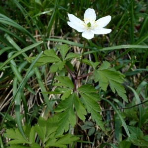 Photographie n°2245482 du taxon Anemone nemorosa L. [1753]