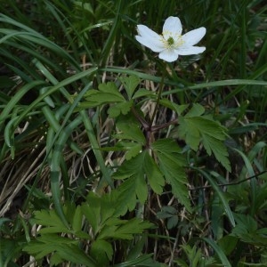 Photographie n°2245483 du taxon Anemone nemorosa L. [1753]