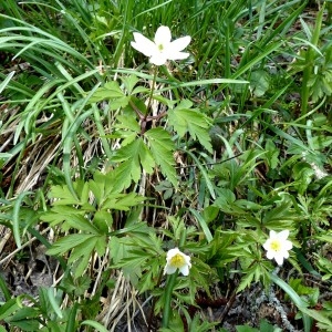 Photographie n°2245485 du taxon Anemone nemorosa L. [1753]