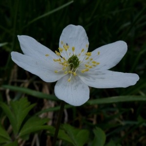 Photographie n°2245486 du taxon Anemone nemorosa L. [1753]