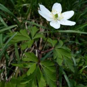 Photographie n°2245487 du taxon Anemone nemorosa L. [1753]