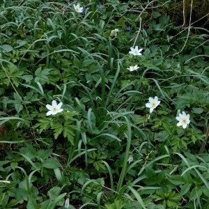 Photographie n°2245488 du taxon Anemone nemorosa L. [1753]