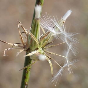 Photographie n°2245495 du taxon Chondrilla juncea L. [1753]