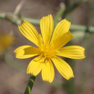 Photographie n°2245496 du taxon Chondrilla juncea L. [1753]