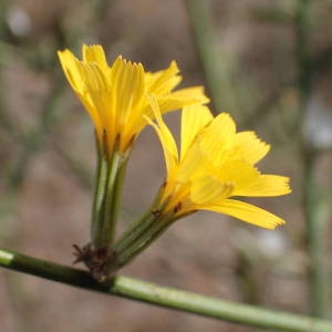 Photographie n°2245501 du taxon Chondrilla juncea L. [1753]