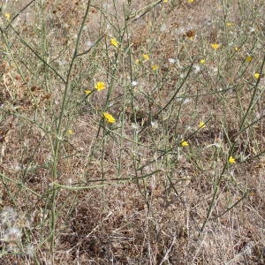 Photographie n°2245502 du taxon Chondrilla juncea L. [1753]