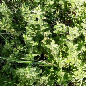 Photographie n°2245521 du taxon Teucrium scordium L. [1753]