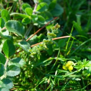 Photographie n°2245543 du taxon Veronica officinalis L. [1753]