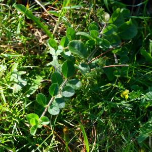 Photographie n°2245546 du taxon Veronica officinalis L. [1753]