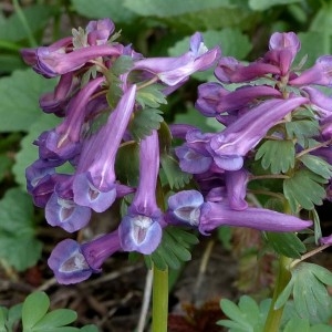 Photographie n°2245556 du taxon Corydalis solida (L.) Clairv.