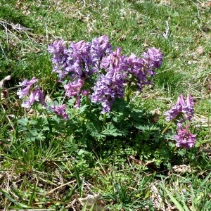 Photographie n°2245561 du taxon Corydalis solida (L.) Clairv.