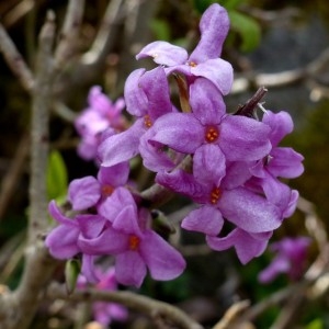 Photographie n°2245565 du taxon Daphne mezereum L. [1753]