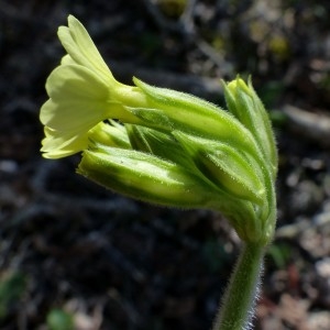 Photographie n°2245640 du taxon Primula elatior (L.) Hill [1765]