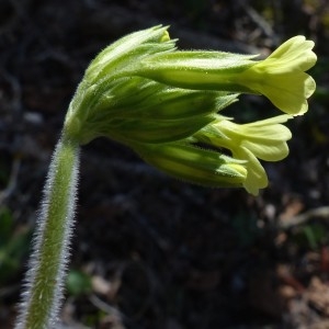 Photographie n°2245641 du taxon Primula elatior (L.) Hill [1765]