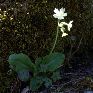 Photographie n°2245642 du taxon Primula elatior (L.) Hill [1765]