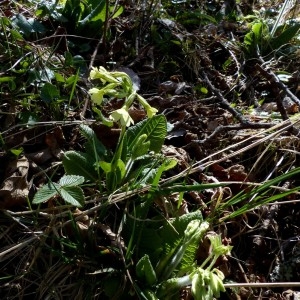 Photographie n°2245645 du taxon Primula elatior (L.) Hill [1765]