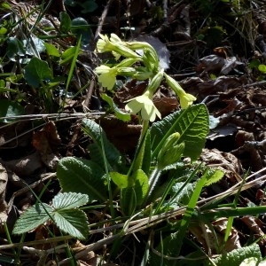 Photographie n°2245646 du taxon Primula elatior (L.) Hill [1765]