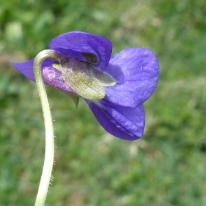 Photographie n°2245675 du taxon Viola hirta L. [1753]