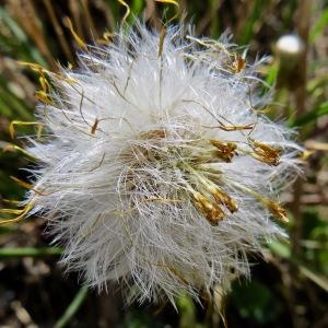 Photographie n°2245689 du taxon Tussilago farfara L. [1753]