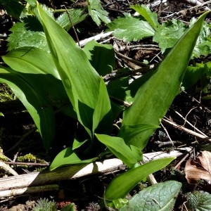 Photographie n°2245774 du taxon Allium ursinum L. [1753]