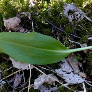 Photographie n°2245777 du taxon Allium ursinum L. [1753]