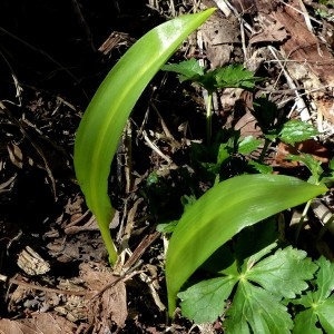 Photographie n°2245778 du taxon Allium ursinum L. [1753]