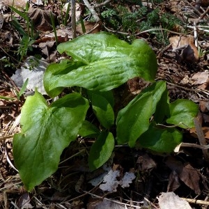 Photographie n°2245780 du taxon Arum maculatum L. [1753]