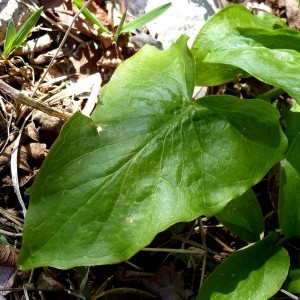 Photographie n°2245782 du taxon Arum maculatum L. [1753]