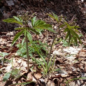 Photographie n°2245787 du taxon Cardamine heptaphylla (Vill.) O.E.Schulz