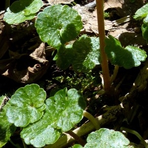 Photographie n°2245795 du taxon Chrysosplenium alternifolium L. [1753]