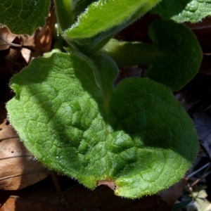 Photographie n°2245803 du taxon Doronicum austriacum Jacq. [1774]