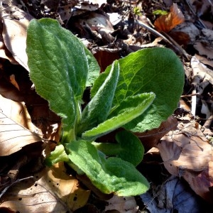 Photographie n°2245804 du taxon Doronicum austriacum Jacq. [1774]