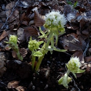 Photographie n°2245825 du taxon Petasites albus (L.) Gaertn. [1791]