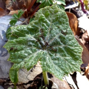 Photographie n°2245829 du taxon Petasites albus (L.) Gaertn. [1791]