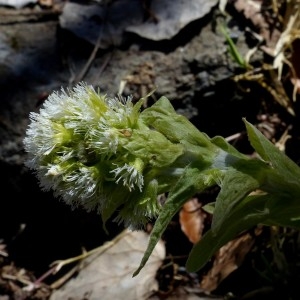 Photographie n°2245830 du taxon Petasites albus (L.) Gaertn. [1791]