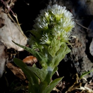 Photographie n°2245831 du taxon Petasites albus (L.) Gaertn. [1791]