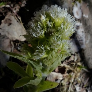 Photographie n°2245832 du taxon Petasites albus (L.) Gaertn. [1791]